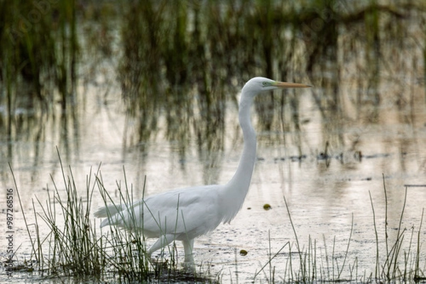 Fototapeta A great white egret wades into a shallow water looking for food.Close, horizontal view.Summer in Poland