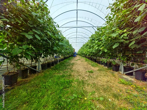 Obraz raspberry polytunnel with people picking raspberries