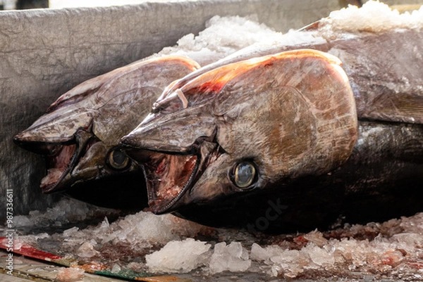 Fototapeta To maintain fresh tuna quality is quickly handling and protection from sun light.