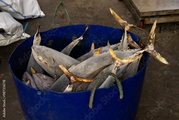 Fototapeta Frozen Skipjack is raw material for tuna canning industries which is to export to abroad.