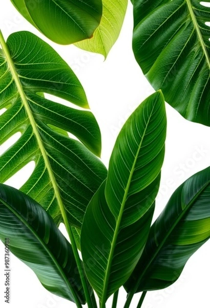 Fototapeta leaves isolated on white