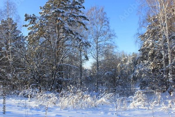 Obraz Сосновый бор в зимний период