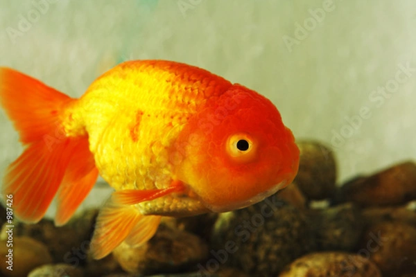 Obraz fancy goldfish