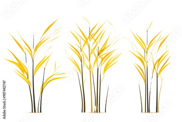 Fototapeta Lemongrass tree drawn with graphics on a white background show simple lines and patterns