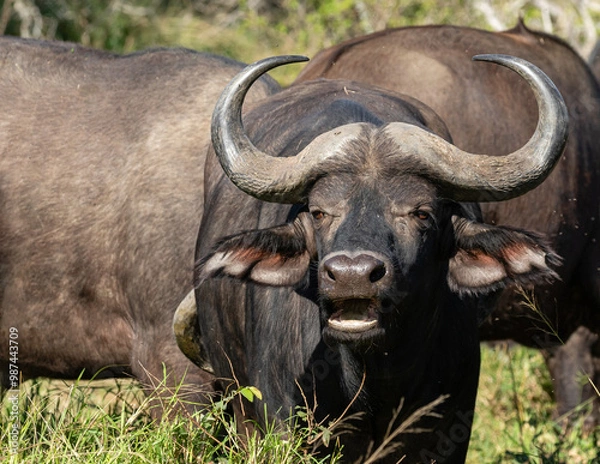 Obraz Portrait of one cape buffalo with curved horns and open mouth