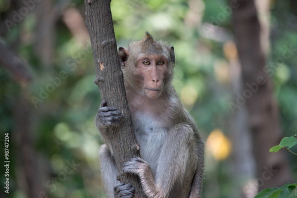 Fototapeta 可愛いサル
