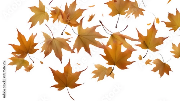 Fototapeta a maple leaf