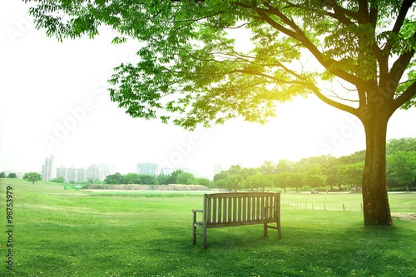Fototapeta 나무와 벤치