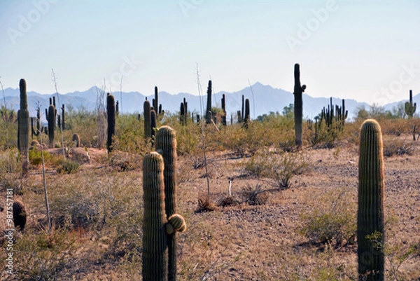 Obraz fence in the forest