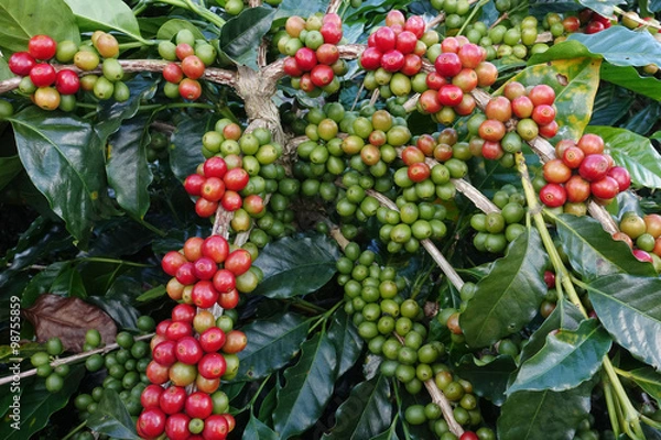 Fototapeta Coffee beans ripening on a tree.