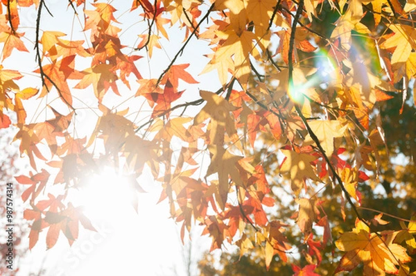 Fototapeta Autumn leaves in direct sunglight