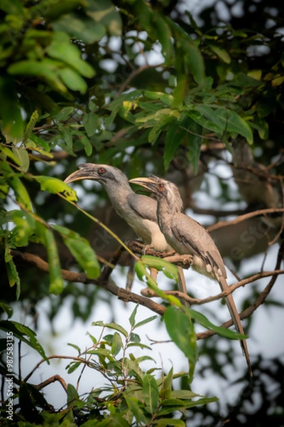 Fototapeta Grey Hornbill 
