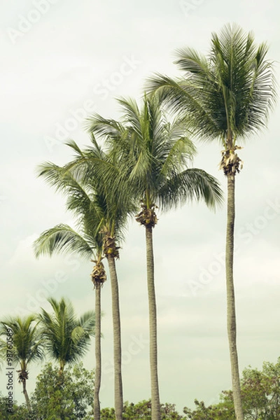 Fototapeta palm trees row