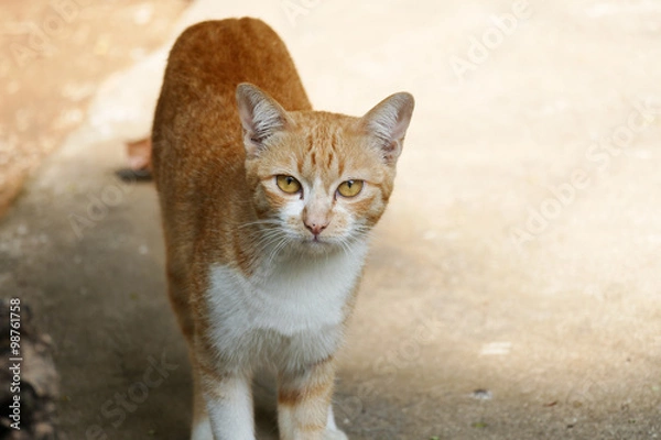 Fototapeta yellow cat with yellow eye