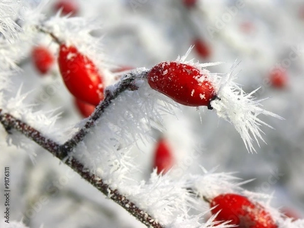Fototapeta wild rose fruits covered with frost