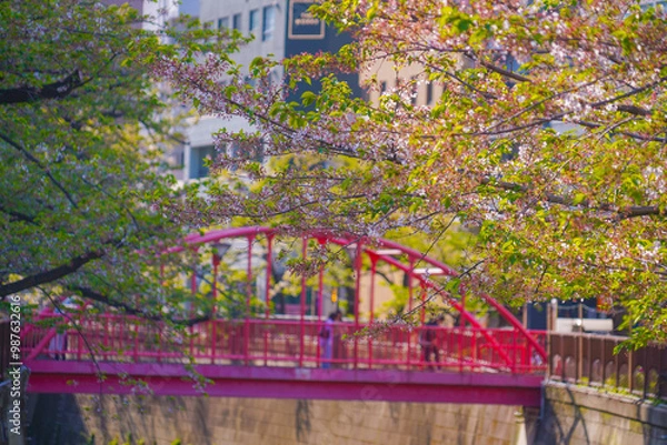 Fototapeta 赤い橋と桜の風景