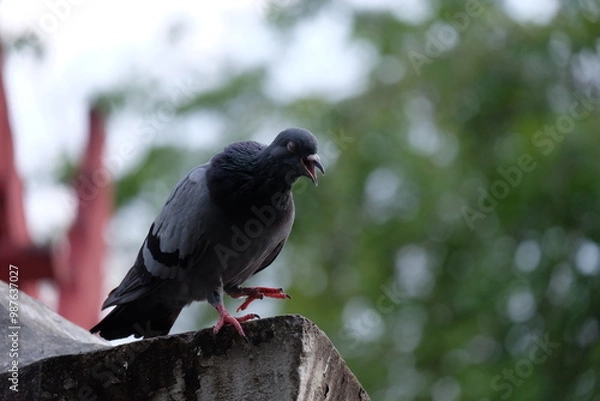 Obraz The singing pigeon