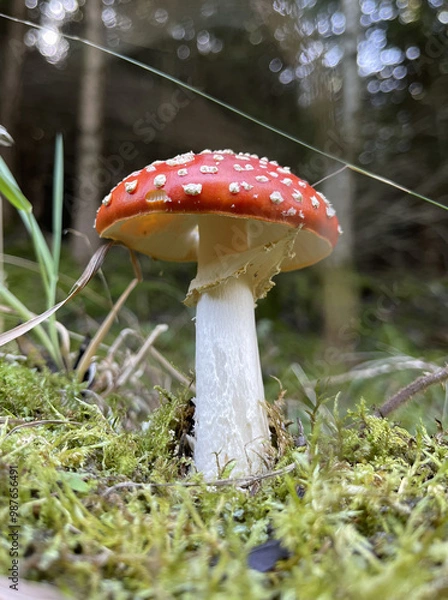Obraz Fly Agaric