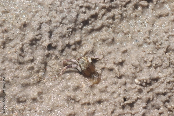 Fototapeta crab on the beach