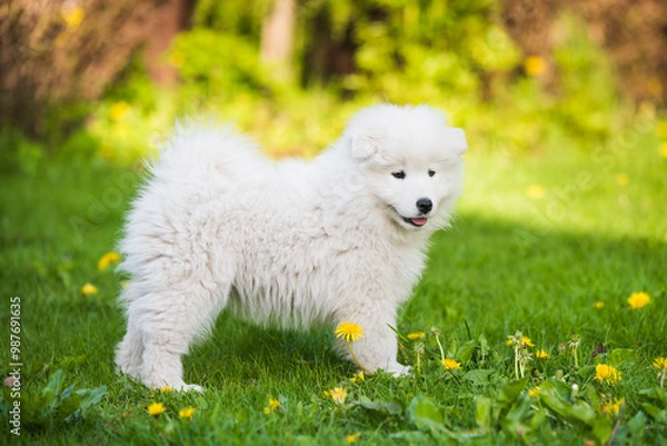 Obraz Adorable samoyed puppy standing on the lawn