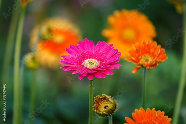 Fototapeta Flowers, flower Gerbera