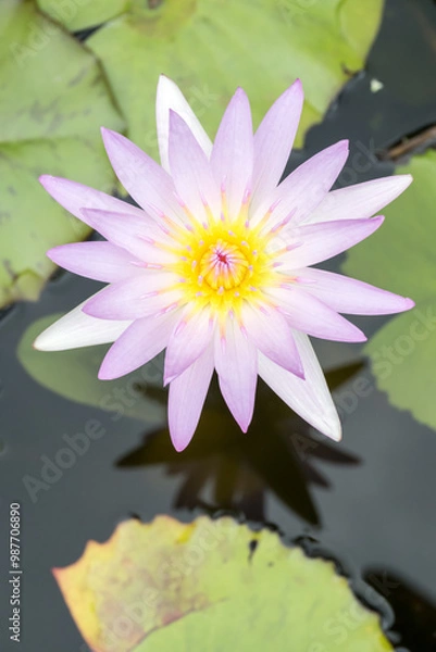 Fototapeta Beautiful pink water lily flower.