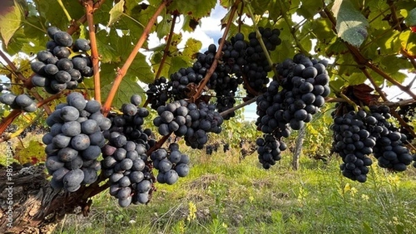 Obraz grapes in vineyard