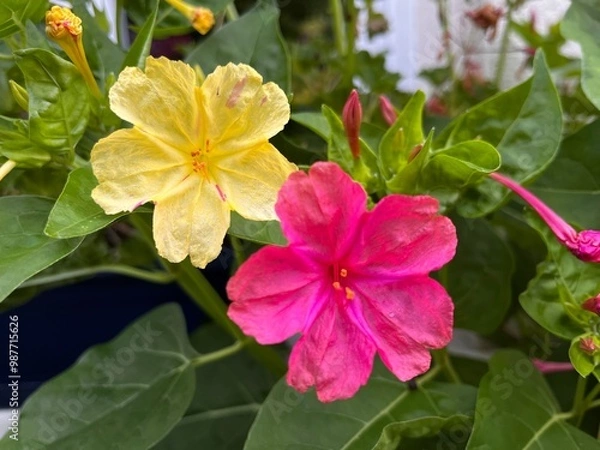 Obraz red and yellow flowers