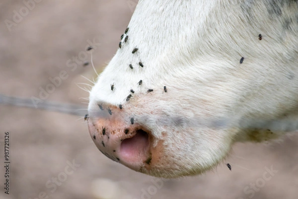 Fototapeta Cow head with many flies on its nose is struggling with a swarm of flies in summer as infective swarm and pest for animals that can transmit diseases and are danger for domestic cattle beef production
