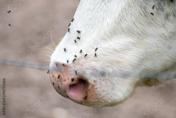 Fototapeta Cow head with many flies on its nose is struggling with a swarm of flies in summer as infective swarm and pest for animals that can transmit diseases and are danger for domestic cattle beef production
