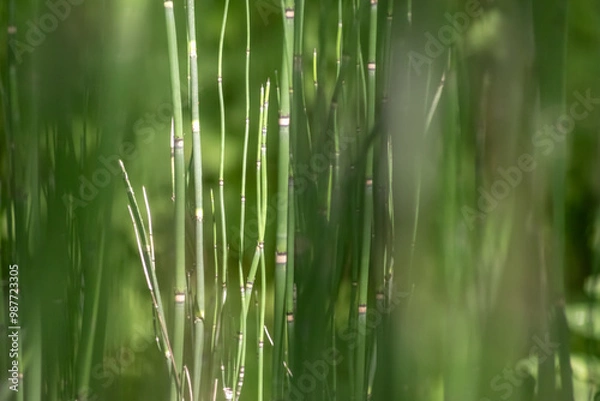 Fototapeta Green bamboo background or green bamboo wallpaper in close-up macro view shows details of bamboo structure with green blurry levels as sustainable wallpaper or elegant natural background green colors