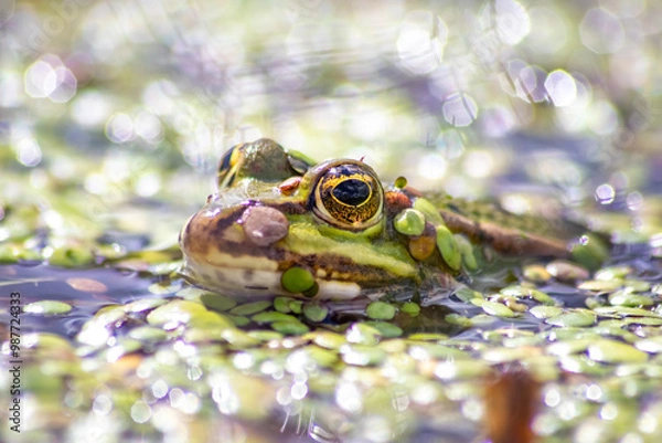 Fototapeta Green frog or european common frog in idyllic garden pond lurking for insects with big eyes shining beautiful amphibian toad in evening sunlight showing its head in the water looking into the camera