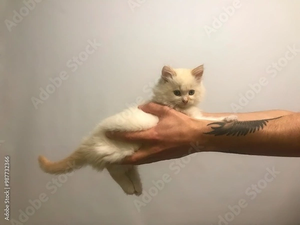 Fototapeta cat and hand