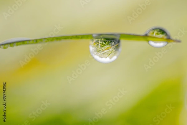 Fototapeta A macro shot of delicate dewdrops clinging to a grass blade, reflecting light and nature. The soft green background enhances the natural beauty of the scene.