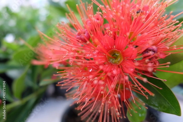 Obraz red dahlia flower