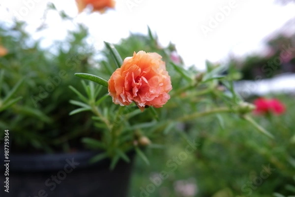 Obraz red flower in garden