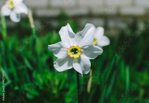 Obraz White Flowers In Garden
