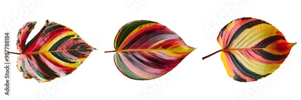 Obraz Colorful leaf set isolated on white and transparent background