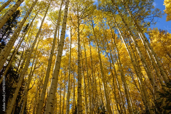 Fototapeta sun shining through trees