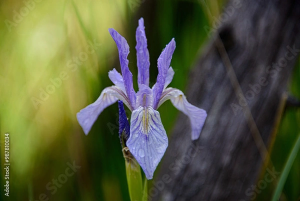 Fototapeta blue iris flower