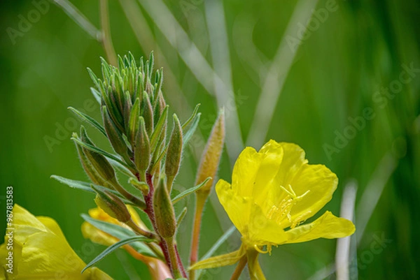 Obraz yellow tulip flower