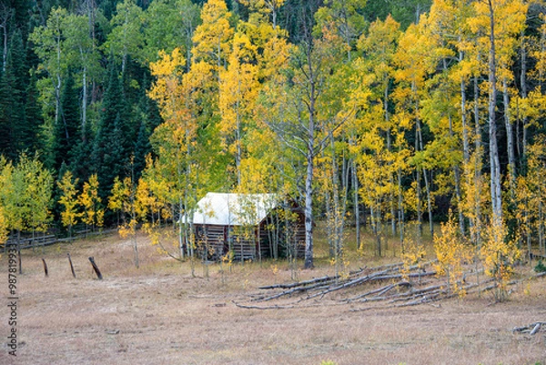 Obraz autumn in the forest