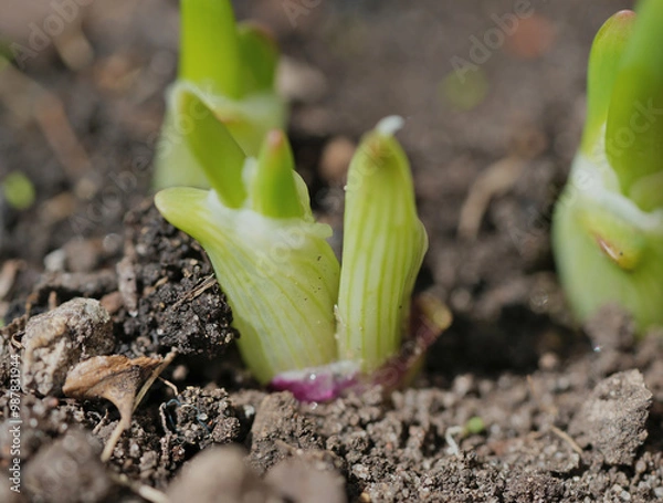 Fototapeta close-up of the onion plantation in the vegetable garden