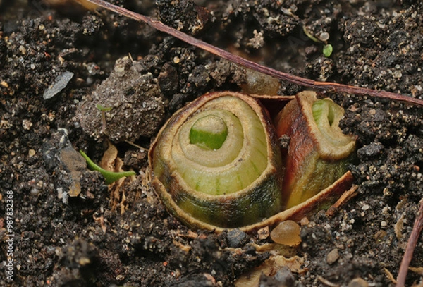 Fototapeta close-up of the onion plantation in the vegetable garden