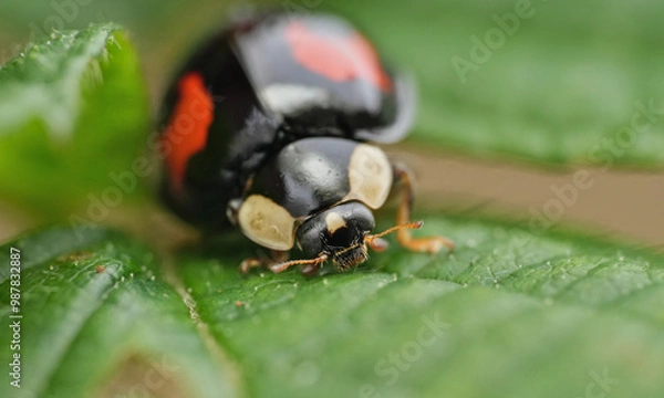 Fototapeta ladybug in summer