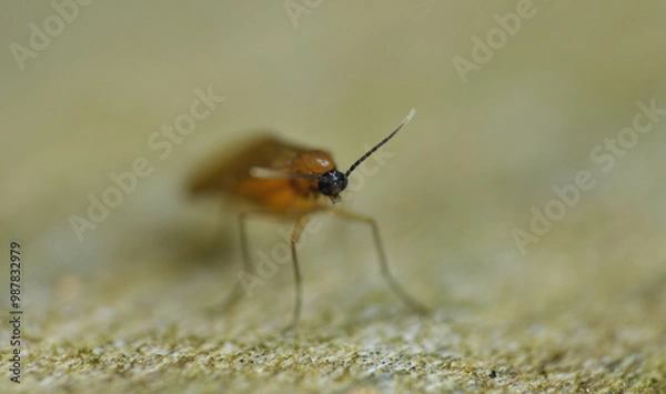 Fototapeta tiny gold fly