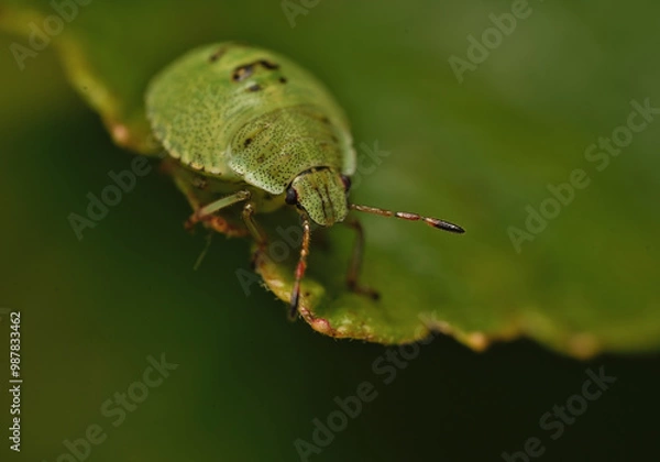 Fototapeta the green stink bug.