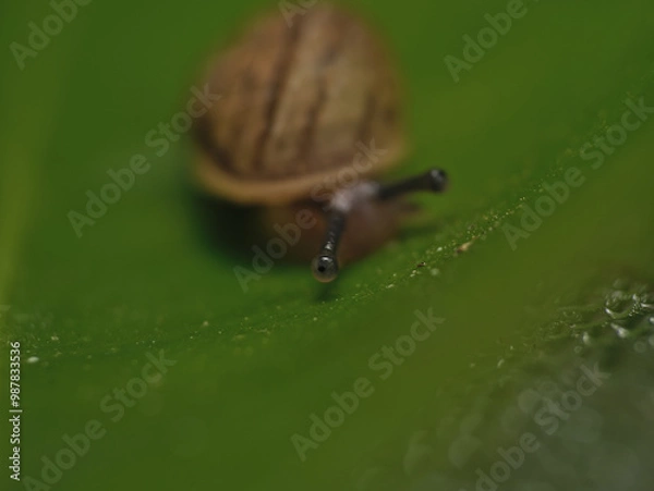 Fototapeta snail