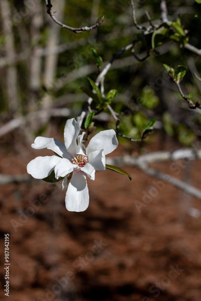 Obraz White flower on branch