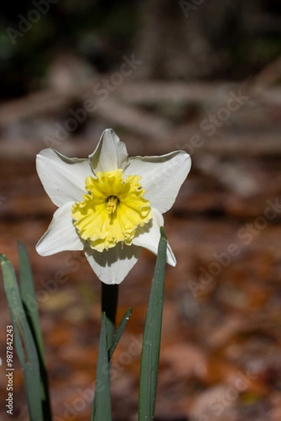 Obraz Daffodil in Garden